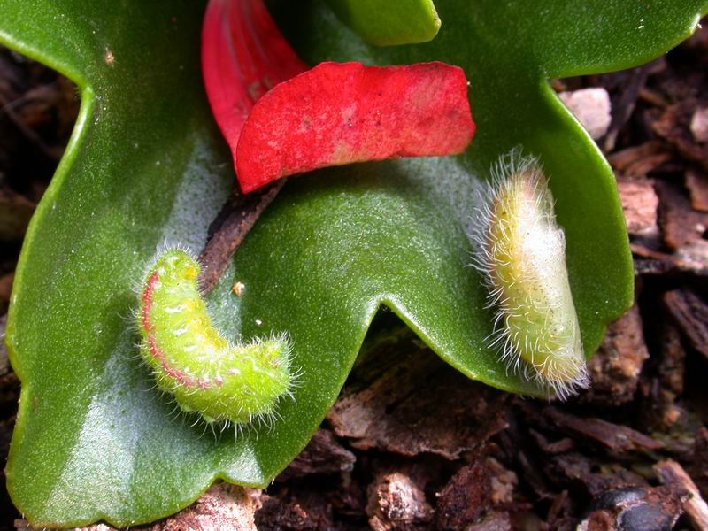 Cacyreus marshalli in trasferta e Aricia eumedon